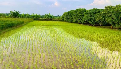 বৃষ্টির পানিতে প্রাণ ফিরেছে আমনে, ভালো ফলনের স্বপ্ন কৃষকের