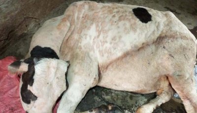 লালপুরে লাম্পি রোগে আক্রান্ত ২০ হাজার গরু, টিকা সংকটে ৩৬টির মৃত্যু