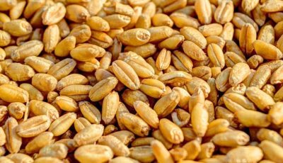 বেশি দামে যুক্তরাষ্ট্র থেকে গম কিনবে সরকার