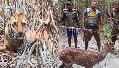 ভালো নেই রয়েল বেঙ্গল টাইগার, মায়াবী হরিণ