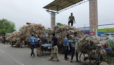 দুর্গাপুরে পাটের দাম ভালো খুশি চাষিরা
