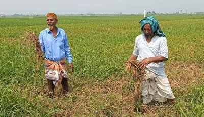 সাপাহারে ধানের জমিতে আগাছা নাশক স্প্রে করে ফসল বিনষ্ট