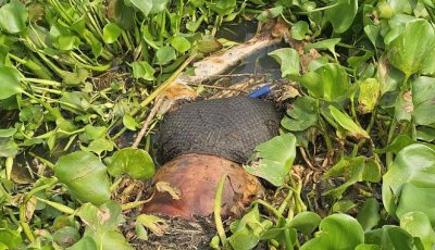 গোমস্তাপুরের মহানন্দা নদীতে অজ্ঞাত যুবকের মরদেহ উদ্ধার