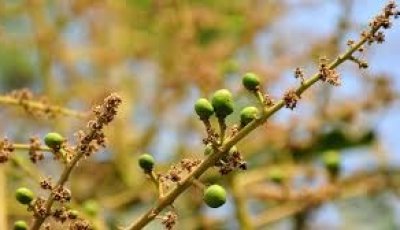 দেখা মিলছে আমের গুটির