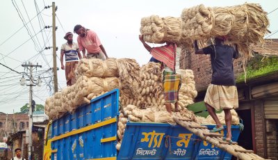 গুরুদাসপুরে পাটের বাম্পার ফলন হলেও দরপতনে হতাশ চাষিরা