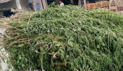 চাঁপাইনবাবগঞ্জে ৫,২৬০টি গাঁজা গাছ জব্দ