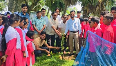 সিংড়ায় ক্ষিদ্রবড়িয়া উচ্চ বিদ্যালয়ে বৃক্ষরোপণ কর্মসূচি পালিত