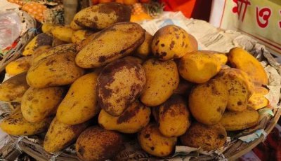 চাঁপাইনবাবগঞ্জে বাজারে আগাম জাতের কাটিমন আম