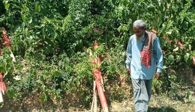 গোদাগাড়ীতে আমবাগানের ১০১ গাছ কেটে সাবাড়