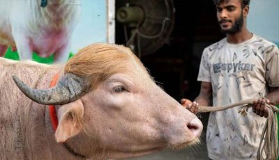 বিশ্বজুড়ে ভাইরাল বাংলাদেশের মহিষ ‘ডোনাল্ড ট্রাম্প’