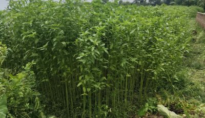 পাট জাগ দেওয়া নিয়ে শঙ্কায় পাটচাষি