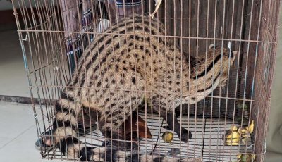 চাটমোহরে বিরল প্রজাতির গন্ধগোকুল উদ্ধারের পর অবমুক্ত করলেন ইউএনও