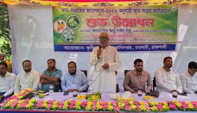 চারঘাটে আনুষ্ঠানিক আম সংগ্রহের কার্যক্রম শুরু