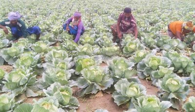 শীতের আগাম সবজি চাষে ব্যস্ত রাজশাহীর কৃষক