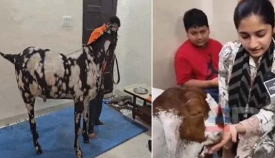 বাংলাদেশের মতো ভারতেও মিলল ‘ভিআইপি’ ছাগল, দাম ৮ লাখ
