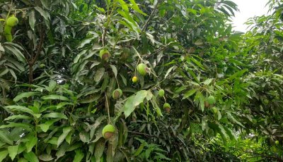 পুঠিয়ার বানেশ্বরে ইটভাটার গ্যাস ও ধোঁয়ায় ফসলের ব্যাপক ক্ষতি, কৃষক দিশেহারা