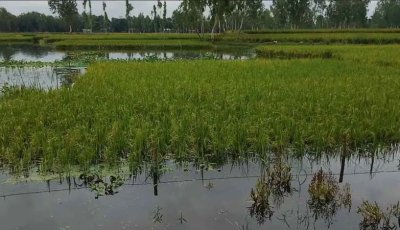 বৃষ্টিতে ক্ষতিগ্রস্ত কৃষকদের তিন মাস সহায়তা দেবে সরকার : কৃষিমন্ত্রী