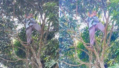 গাছে উঠে অনলাইনে হাজিরা দিলেন প্রধান শিক্ষক
