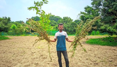 ঈশ্বরদীতে ক্রোধে ট্রাক্টর দিয়ে ১ বিঘা জমির ফসল নষ্ট