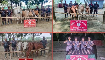 শিবগঞ্জে ৩৫ বোতল মদ ও ১৪টি ভারতীয় গরু জব্দ