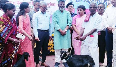 বদলগাছী ক্ষুদ্র নৃ-গোষ্ঠীর মাঝে ছাগল বিতরণ