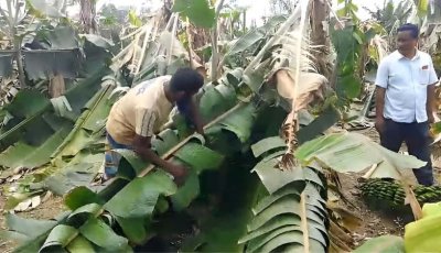 ধামইরহাটে কৃষক আবুল কালামের ঝড়ে ৫ বিঘা কলাবাগান ক্ষতিগ্রস্ত