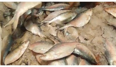 গুজরাটের ৫০০ টন ইলিশ এলো বাংলাদেশে