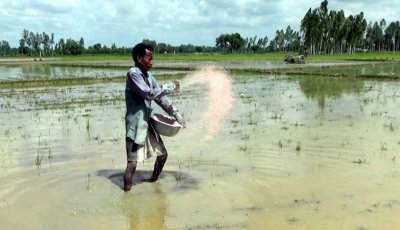 রাণীনগরে বোরো চাষে ব্যস্ত কৃষক, নেই সারের সংকট