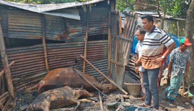 ফুলবাড়ীতে আগুনে রিকশাচালকের ঘর পুড়ে ছাই, গর্ভবতী গাভীসহ ৪ পশুর মৃত্যু