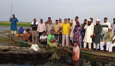 আদমদীঘির রক্তদহ বিলে পানিতে তলিয়ে গেছে ৪০০ বিঘা জমির পাকা ধান