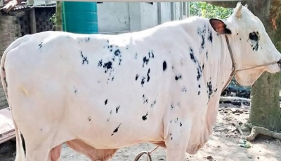 চাঁপাইনবাবগঞ্জে কোরবানির বাজারে আলোচনায় ‘নবাব’