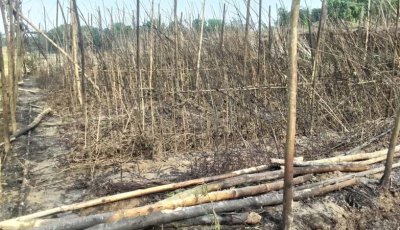 দুর্গাপুর আগুনে পুড়ল পানবরজ, মাদকসেবিদের দায়ী করছেন পানচাষী