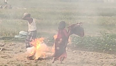 বদলগাছীতে মৌমাছির আক্রমণ আহত ২