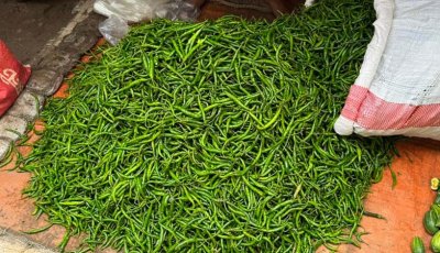 এক সপ্তাহে দ্বিগুন দাম কাঁচামরিচের