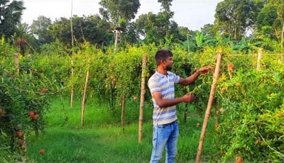 চাকরি নয়, বাণিজ্যিকভাবে বেদেনা চাষে ভাগ্য বদল