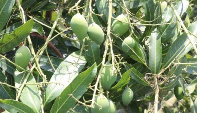 রাজশাহী অঞ্চলে আমের ভালো ফলনের আশা