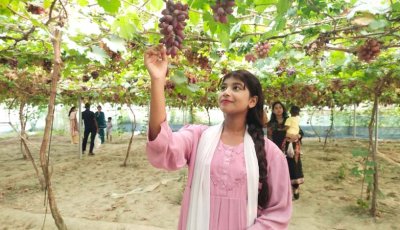 নাটোরে বাণিজ্যিকভাবে বিভিন্ন জাতের আঙুর চাষ