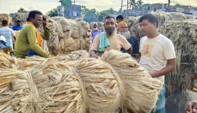 রাজশাহীতে ‘সোনালী আঁশে’ সুদিন, পাটের চড়া দামে হাসি কৃষকের মুখে