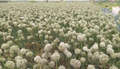 নাটোরে পেঁয়াজের কদম চাষে আগ্রহ বাড়ছে কৃষকদের