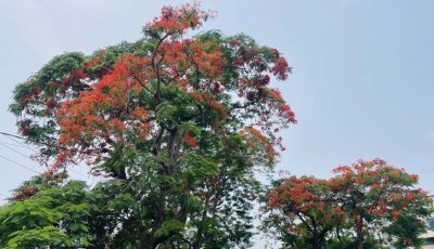 কৃষ্ণচূড়ার রাঙা ছোঁয়ায় লালিমায় মোড়া বাগাতিপাড়া