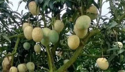 রফতানির নতুন যাত্রা, ইতালির পথে চাঁপাইনবাবগঞ্জের দুই টন আম