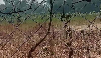 ধামইরহাটে ১৪৪ ধারা ভঙ্গ করে কৃষকের সরিষা কেটে নিল প্রতিপক্ষ