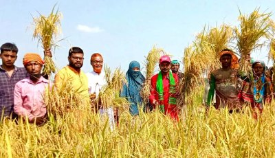 পার্বতীপুরে কৃষক-কৃষাণী  বাঁচাও কর্মসূচিতে ধান কেটে অসচ্ছল কৃষকের মুখে হাসি