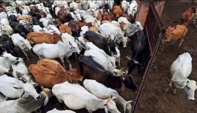 গো-কুরবানি ইদের অংশ নয়: গবাদি পশু জবাইয়ের ওপর নিষেধাজ্ঞা বহাল রাখল কলকাতা হাইকোর্ট