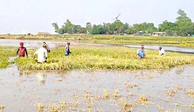 তলিয়ে যাওয়া ধানখেত, ভারত থেকে আসা উজানের ঢলে তলিয়ে গেছে সাড়ে চারশো বিঘা ধানখেত