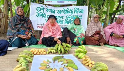 কৃষক নেতৃত্বে বরেন্দ্রে ১৭ জাতের দেশি কলার বিস্তার
