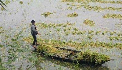 সিংড়ায় ফসল বাঁচাতে কৃষকের আপ্রাণ লড়াই