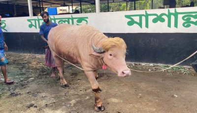 ‘ডোনাল্ড ট্রাম্প’-এর কোরবানি স্থগিত