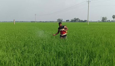 মোহনপুরের কৃষিতে স্বস্তি রক্ষায় তৎপর সংশ্লিষ্ট বিভাগ