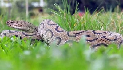 পদ্মার জলধারায় সাপ—আতঙ্ক